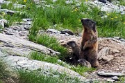 91 Mamma marmotta conn i piccoli...